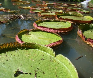 Victoria Regia Fuente: flickr.com por mauroguanandi